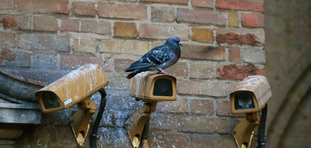 How to Keep Birds Away From Security Cameras