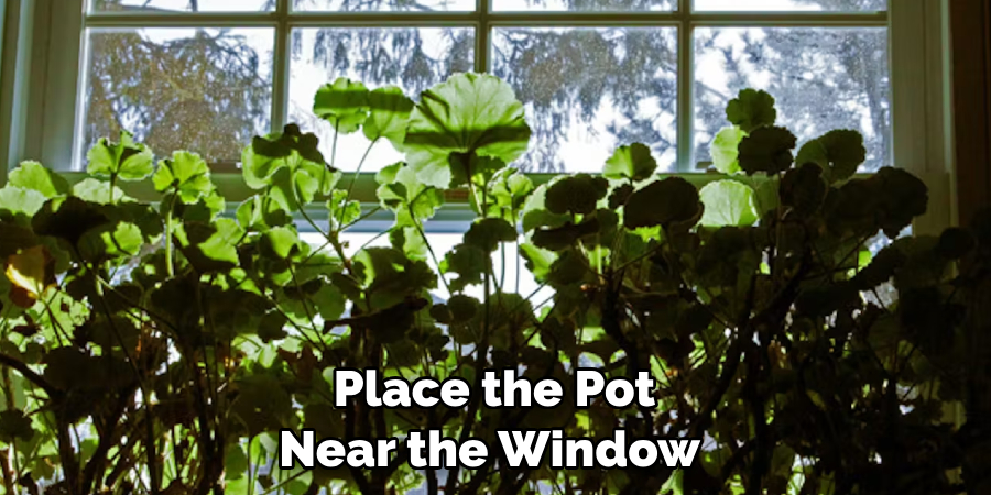  Place the Pot Near the Window 