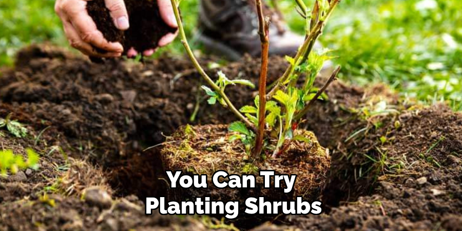 You Can Try Planting Shrubs