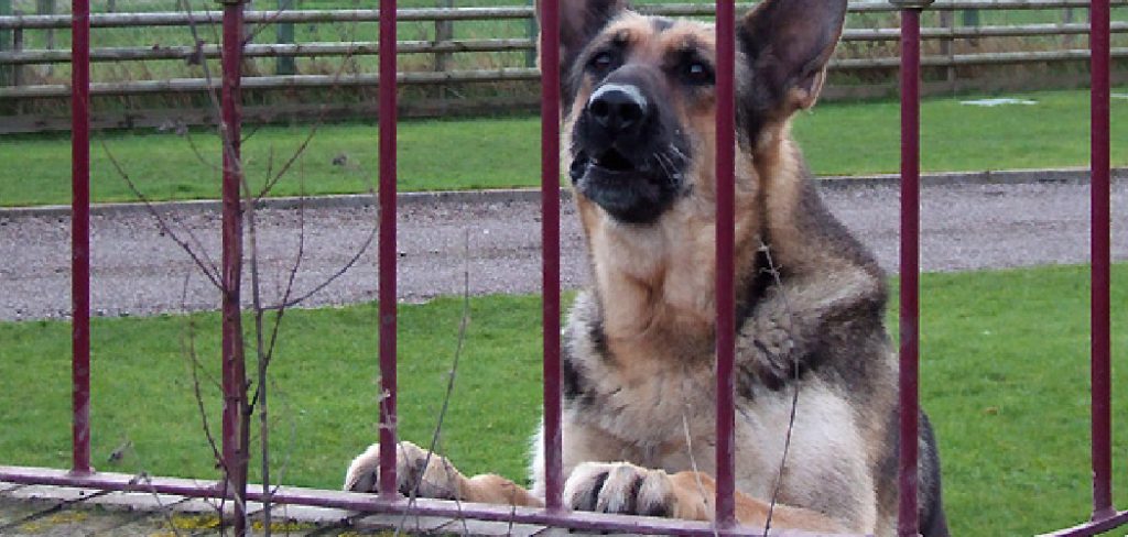 How to Make Fence Taller for Dog