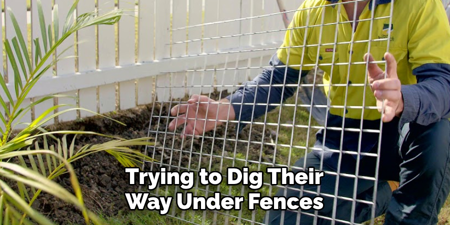 Trying to Dig Their Way Under Fences