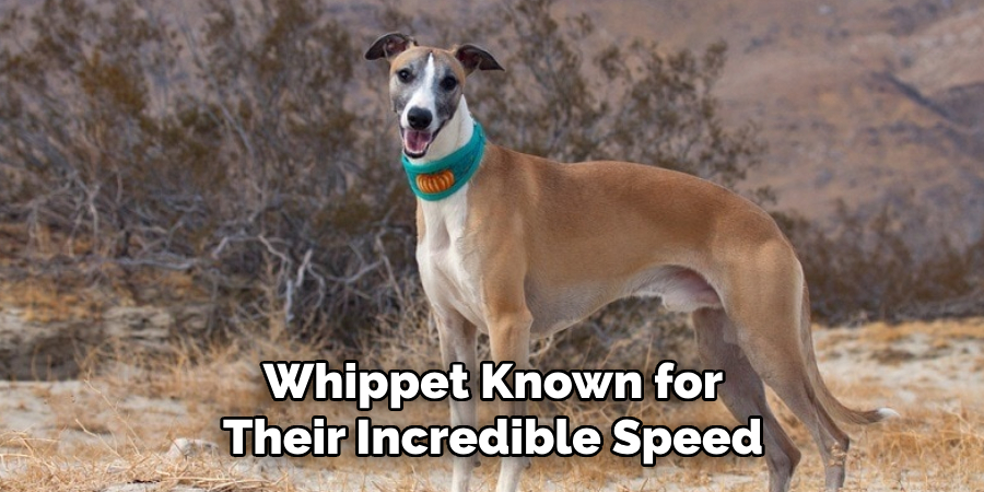 Whippet Known for Their Incredible Speed