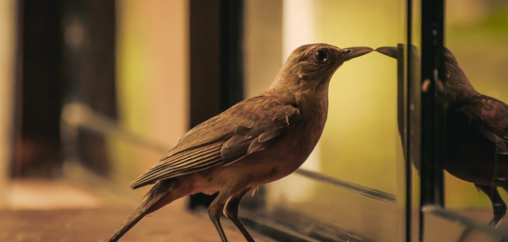 How to Keep Birds Off My Window Sill