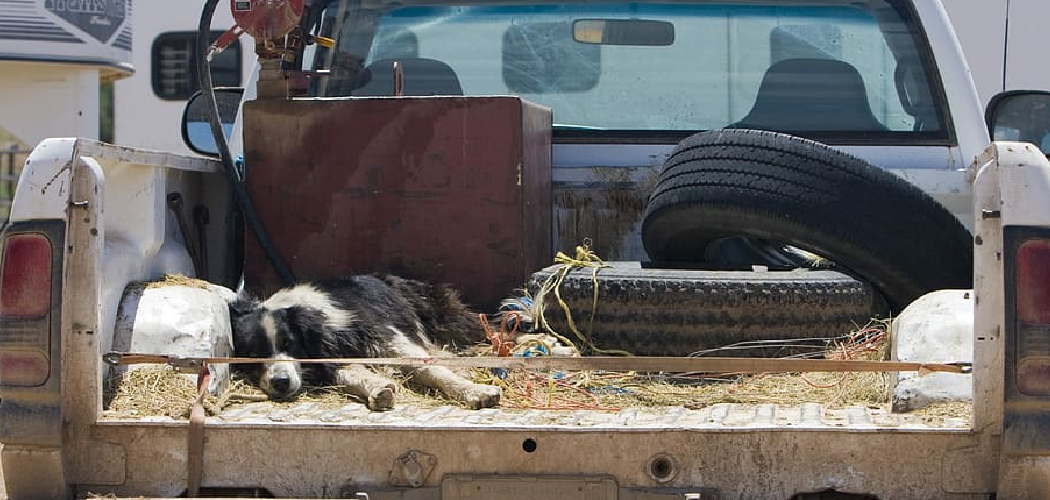 How to Secure Dog in Truck Bed